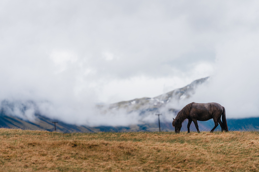 View of an Icelandic horse grazing in a grassy field at Stokksnes with dramatic mountains partially obscured by low clouds in the background Iceland.
