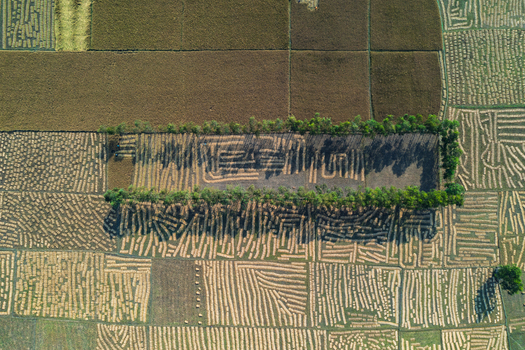 Aerial view of harvested rice fields with straw arranged in geometric patterns separated by a line of trees casting long shadows in Panchagarh Rangpur Division Bangladesh. Aerial view of harvested rice fields with straw arranged in geometric patterns separated by a line of trees casting long shadows in Panchagarh Rangpur Division Bangladesh.