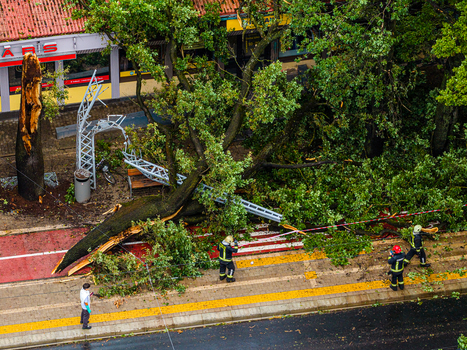 Riga Latvia 23 August 2026 Aerial view of a large fallen tree blocking a sidewalk after a storm with firefighters in uniform inspecting the debris and damaged metal structures.