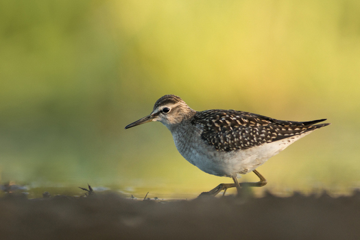 View of a wood sandpiper standing near the water s edge with soft natural lighting in the background in Debrzno Pomeranian Voivodeship Poland. View of a wood sandpiper standing near the water s edge with soft natural lighting in the background in Debrzno Pomeranian Voivodeship Poland.