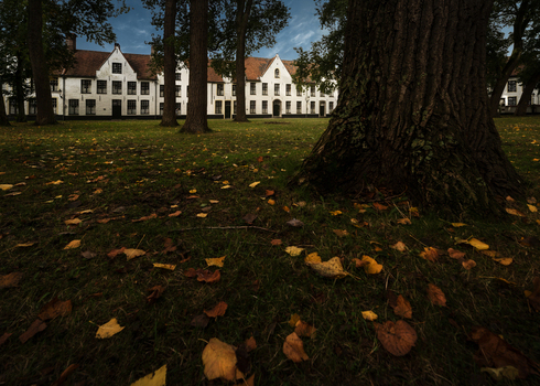 View of the historic white buildings of the Begijnhof through tall trees and fallen autumn leaves on a grassy lawn in Bruges Flanders Belgium.