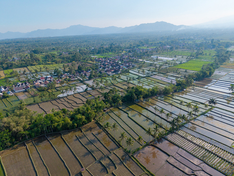 Aerial view of the lush rice paddies and village of Candipuro surrounded by palm trees and distant mountains in Candipuro East Java Indonesia.
