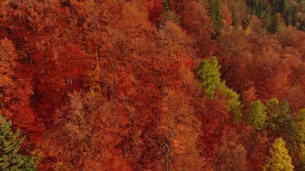 Aerial view of Transylvania forest in autumn Romania.