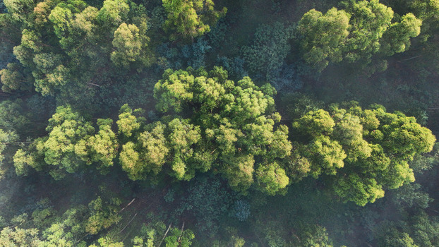 Aerial view of dense green forest canopy with lush treetops shrouded in light morning mist Garden Route District Municipality Western Cape South Africa.