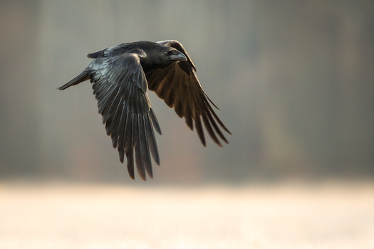 View of a black raven in flight with wings spread against a soft blurred background in Debrzno Pomeranian Voivodeship Poland. View of a black raven in flight with wings spread against a soft blurred background in Debrzno Pomeranian Voivodeship Poland.