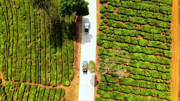 Aerial view of tea plantation in Pangalengan Indonesia.