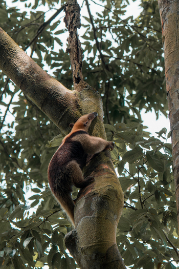 View of a tamandua climbing a tree in the lush rainforest of Costa Rica.