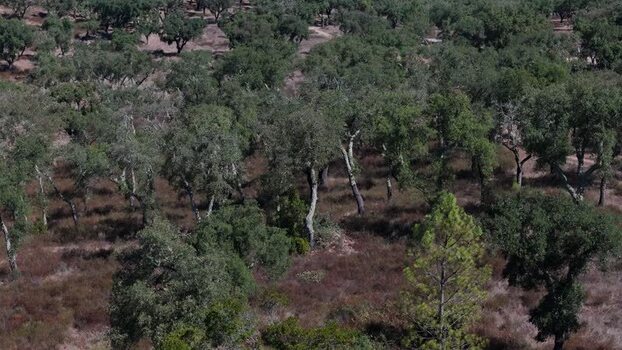 Aerial view of cork oak trees in a rural landscape Portugal. Aerial view of cork oak trees in a rural landscape Portugal.