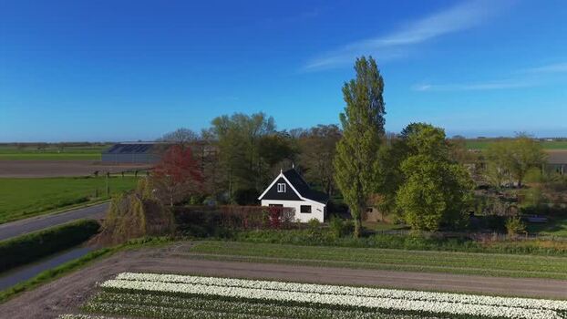 Aerial view of a house and blooming flower fields Netherlands.