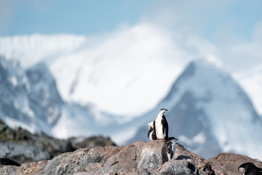 View of Chinstrap penguins standing on a rocky outcrop with massive snow covered mountains and a bright blue sky Antarctica. View of Chinstrap penguins standing on a rocky outcrop with massive snow covered mountains and a bright blue sky Antarctica.