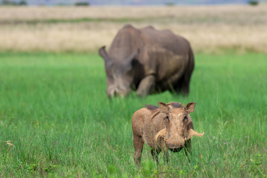 View of a warthog standing alert in vibrant green grass with a blurred rhino grazing peacefully in the background Waterberg Vaalwater Limpopo South Africa. View of a warthog standing alert in vibrant green grass with a blurred rhino grazing peacefully in the background Waterberg Vaalwater Limpopo South Africa.