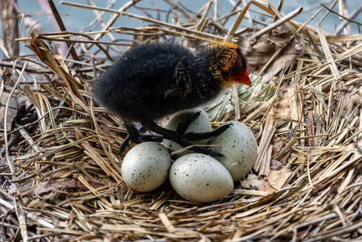 View of a young Eurasian coot chick with black downy feathers and a red head standing over speckled eggs in a straw nest in Mulhouse Grand Est France.