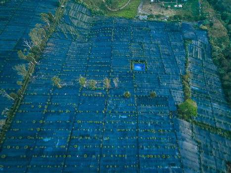 Aerial view of Goalpara Tea Park featuring rows of tea plants protected by blue netting a vibrant blue water reservoir and scattered trees in Kecamatan Sukaraja Jawa Barat Indonesia. Aerial view of Goalpara Tea Park featuring rows of tea plants protected by blue netting a vibrant blue water reservoir and scattered trees in Kecamatan Sukaraja Jawa Barat Indonesia.
