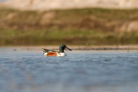 View of a northern shoveler swimming in the calm water with a blurred natural background in Kamoke Punjab Pakistan. View of a northern shoveler swimming in the calm water with a blurred natural background in Kamoke Punjab Pakistan.