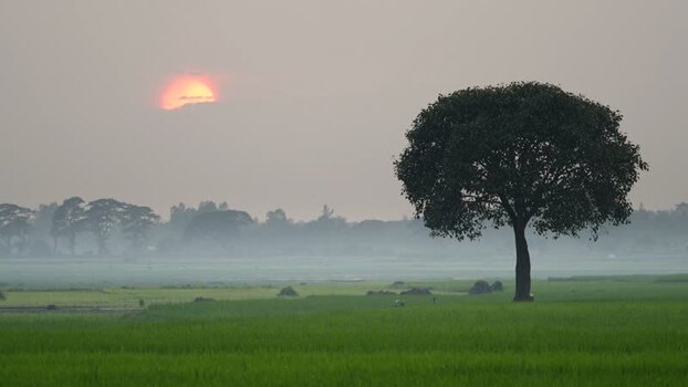 View of a solitary tree in a misty field at sunset Bangladesh.