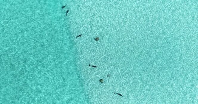 Aerial view of dolphins swimming in turquoise water Maldives.