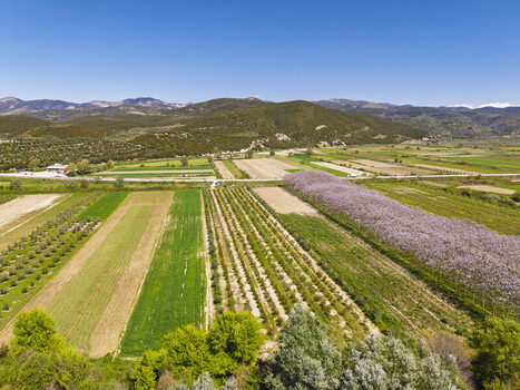 Aerial view of Vjosa Wild River National Park featuring lush agricultural fields rows of fruit trees and blooming orchards set against mountains in Permet Gjirokaster County Albania. Aerial view of Vjosa Wild River National Park featuring lush agricultural fields rows of fruit trees and blooming orchards set against mountains in Permet Gjirokaster County Albania.