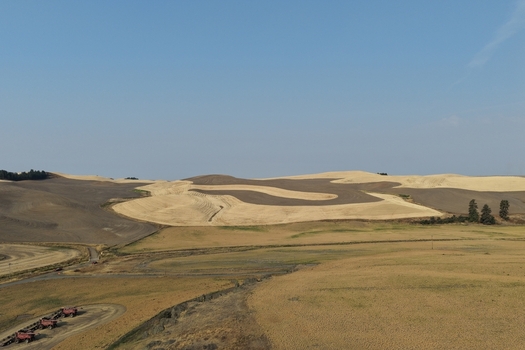 Aerial view of the rolling hills of the Palouse region featuring golden wheat fields and dark fallow soil under a clear blue sky in Palouse Washington United States. Aerial view of the rolling hills of the Palouse region featuring golden wheat fields and dark fallow soil under a clear blue sky in Palouse Washington United States.