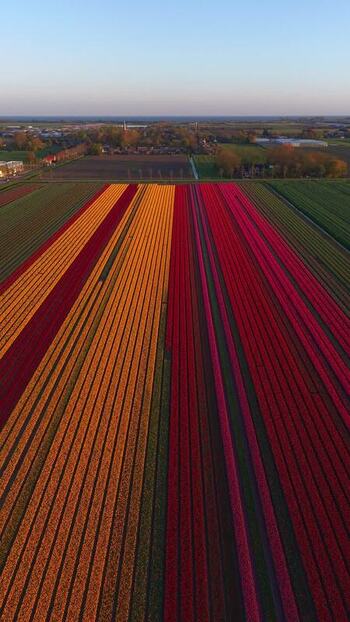 Aerial view of vibrant tulip fields with colorful rows in Netherlands.