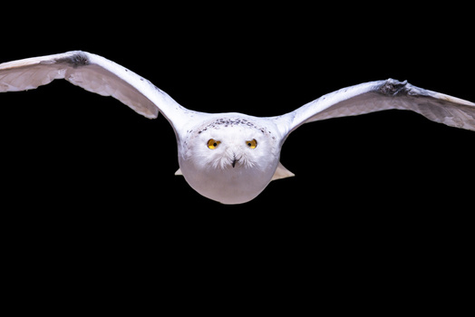 View of a snowy owl in flight with its white wings spread wide against a black background in Selestat Grand Est France.