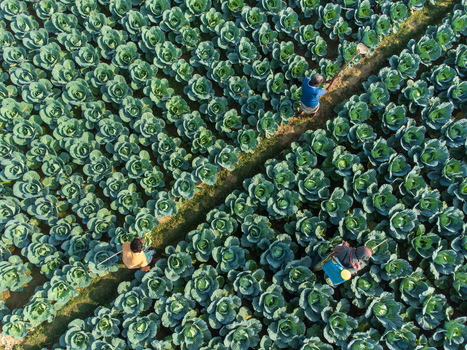 Joypurhat Bangladesh 09 December 2022 Aerial view of farmers working in a lush green cabbage field with rows of vegetables and narrow dirt paths.