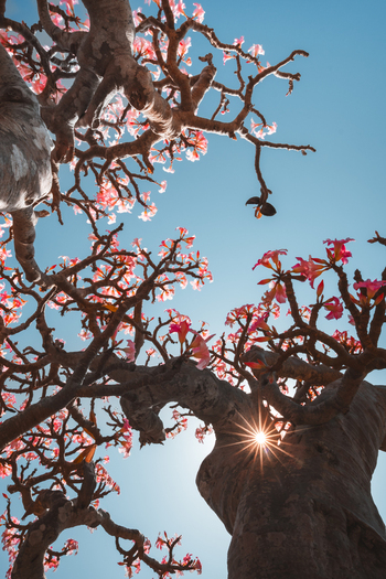 View of a blooming Desert Rose tree with pink flowers and a thick trunk against a clear blue sky with a sunburst in Socotra Yemen. View of a blooming Desert Rose tree with pink flowers and a thick trunk against a clear blue sky with a sunburst in Socotra Yemen.