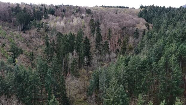 Aerial view of forest France.