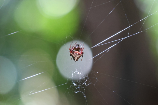 View of a vibrant spider with striking red and brown markings suspended delicately within its intricate web in Quepos Puntarenas Province Costa Rica.