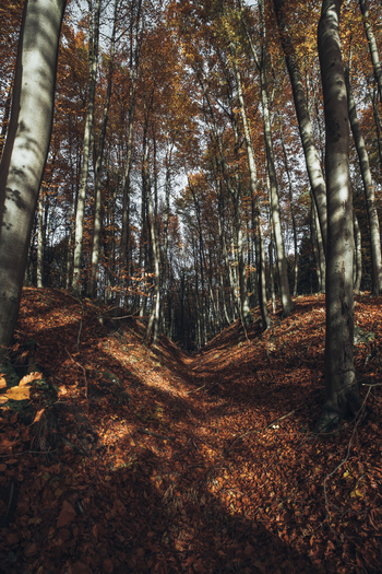 View of a forest path covered in vibrant fallen autumn leaves surrounded by tall trees with orange and brown foliage in Poland. View of a forest path covered in vibrant fallen autumn leaves surrounded by tall trees with orange and brown foliage in Poland.