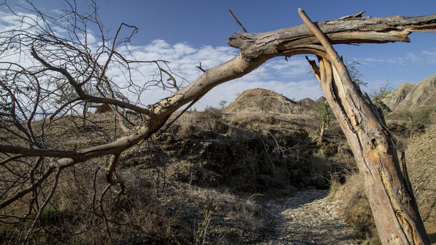 Pakistan 29 May 2023 View of a broken fallen tree trunk in a dry arid landscape with rocky hills and a blue sky.