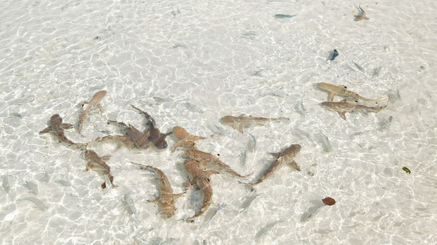 Aerial view of blacktip reef sharks swimming in the shallow crystal clear water near Wajag Island Raja Ampat Southwest Papua Indonesia.