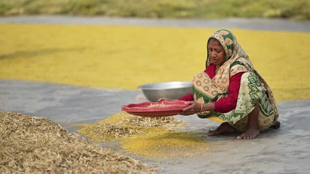 View of a woman sorting grain in Bogura Bangladesh. View of a woman sorting grain in Bogura Bangladesh.