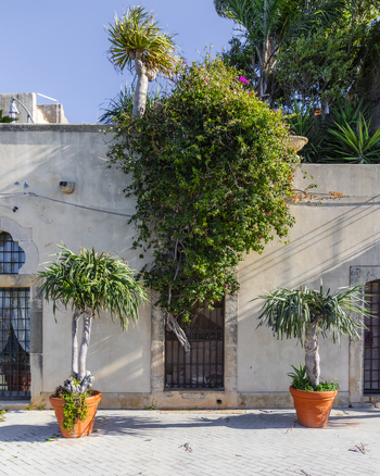 View of lush green plants climb a weathered wall flanked by potted trees creating a tranquil scene in Ortigia Sicily Italy Ortigia Sicily Italy.