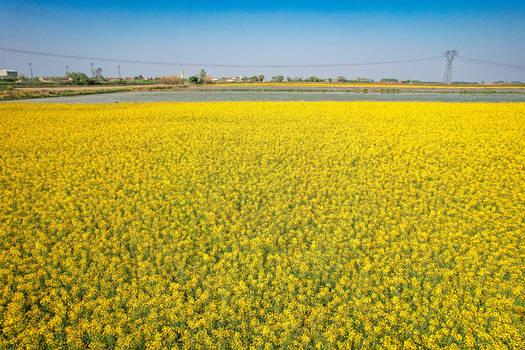 Aerial view of a vast field of blooming yellow rapeseed flowers and flooded rice paddies under a clear blue sky near the town of Trino Piedmont Italy. Aerial view of a vast field of blooming yellow rapeseed flowers and flooded rice paddies under a clear blue sky near the town of Trino Piedmont Italy.