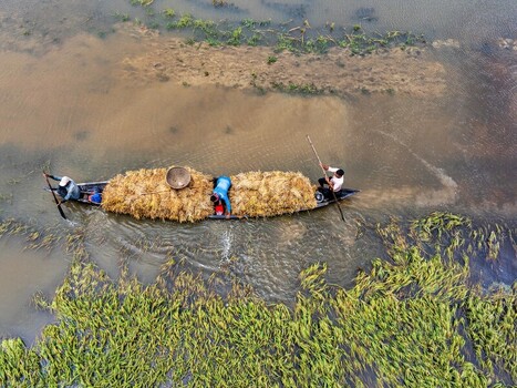 Kishoreganj Bangladesh March 05 2026 Flood affected farmers harvest half submerged Boro paddy in waist deep water racing to save crops as rising haor waters threaten total loss. Kishoreganj Bangladesh March 05 2026 Flood affected farmers harvest half submerged Boro paddy in waist deep water racing to save crops as rising haor waters threaten total loss.