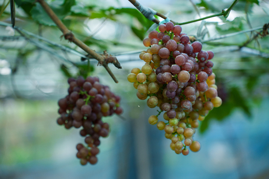 View of ripe red and green grapes hanging from a vine in a lush vineyard Bogura Rajshahi Division Bangladesh. View of ripe red and green grapes hanging from a vine in a lush vineyard Bogura Rajshahi Division Bangladesh.
