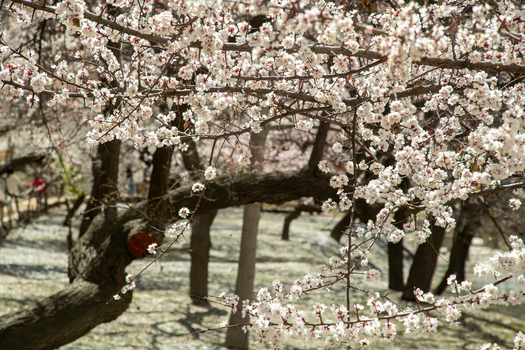 View of blooming apricot trees with white flowers and gnarled branches in an orchard in Altit Gilgit Pakistan. View of blooming apricot trees with white flowers and gnarled branches in an orchard in Altit Gilgit Pakistan.