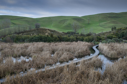 Aerial view of Pekapeka Wetland featuring a winding wooden boardwalk through tall dry reeds surrounded by rolling green hills in Hawke s Bay Region New Zealand.