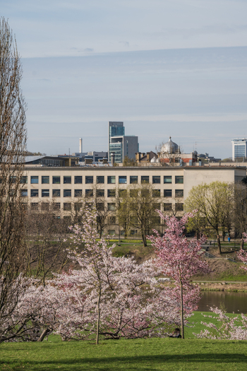 View of blooming cherry blossoms in Chiune Sugihara Sakura Park with city buildings and the river in the background Vilnius Vilnius County Lithuania. View of blooming cherry blossoms in Chiune Sugihara Sakura Park with city buildings and the river in the background Vilnius Vilnius County Lithuania.