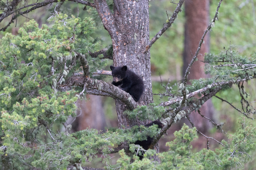 View of two black bear cubs climbing a pine tree in a forest in Yellowstone National Park United States. View of two black bear cubs climbing a pine tree in a forest in Yellowstone National Park United States.