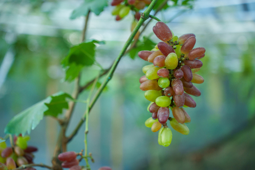 View of a bunch of fresh elongated grapes hanging from a vine with green leaves in a vineyard Bogura Rajshahi Division Bangladesh. View of a bunch of fresh elongated grapes hanging from a vine with green leaves in a vineyard Bogura Rajshahi Division Bangladesh.