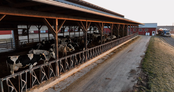 Aerial view of dairy cows resting in a large wooden barn with metal fencing on a farm in Penryn Pennsylvania United States.