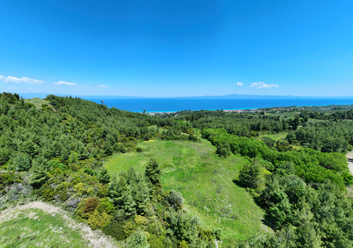 Aerial view of lush green pine forests and a grassy clearing overlooking the blue sea under a clear sky in Halkidiki Greece.