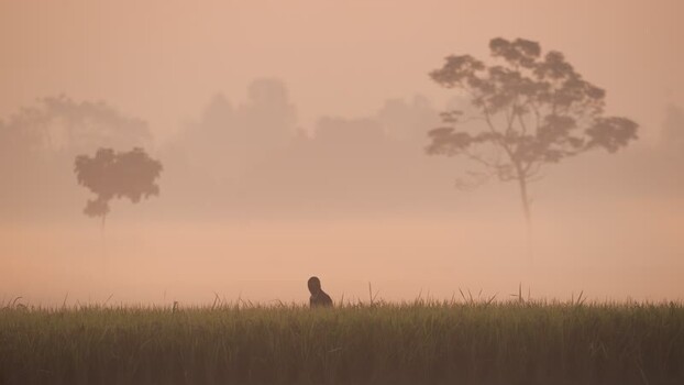 View of a person walking in a misty field at sunrise Bangladesh. View of a person walking in a misty field at sunrise Bangladesh.