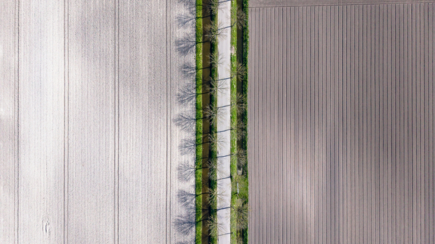 Aerial view of a straight tree lined path cutting through fields of varying textures under the warm sunlight Lambertschaag North Holland Netherlands. Aerial view of a straight tree lined path cutting through fields of varying textures under the warm sunlight Lambertschaag North Holland Netherlands.