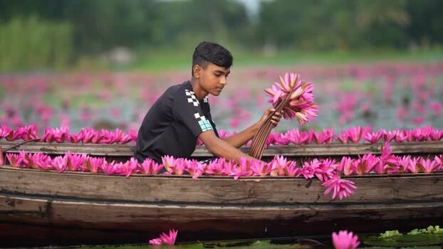 View of a man in a boat filled with pink water lilies Bangladesh. View of a man in a boat filled with pink water lilies Bangladesh.