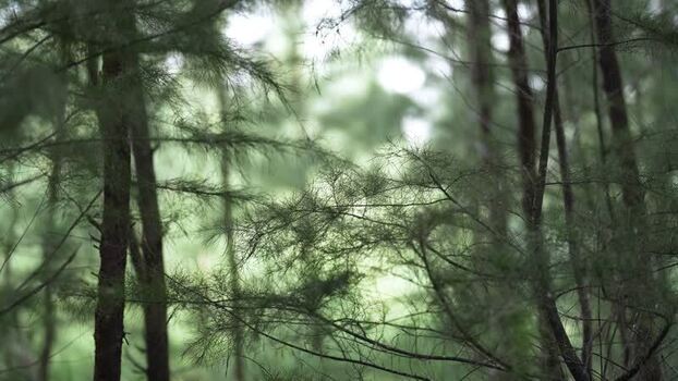 View of Casuarina trees in a forest Bangladesh.