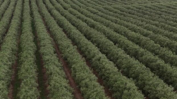 Aerial view of symmetrical rows of olive trees in a grove Portugal. Aerial view of symmetrical rows of olive trees in a grove Portugal.