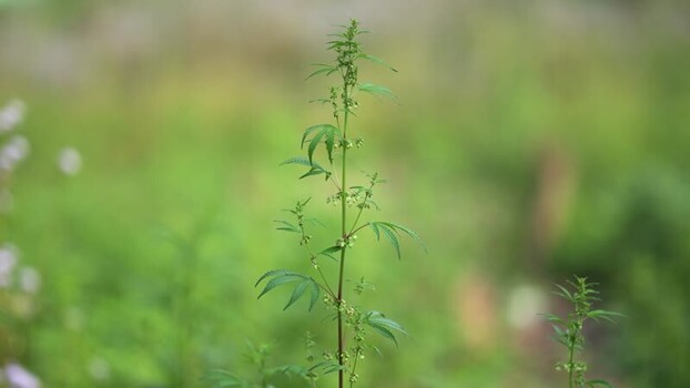 View of a wild cannabis plant in a field Nepal.