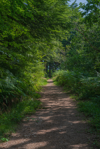 View of a dirt path winding through a lush green forest with dense ferns and tall trees in Deer Park Looe Cornwall United Kingdom. View of a dirt path winding through a lush green forest with dense ferns and tall trees in Deer Park Looe Cornwall United Kingdom.